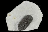 Adrisiops Weugi Trilobite - Recently Described Phacopid #115230-3